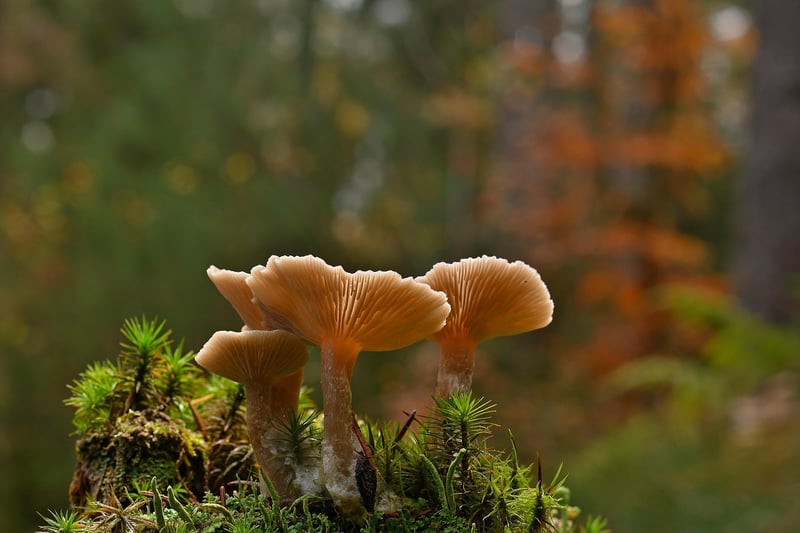 Mystical Mushroom Caps
